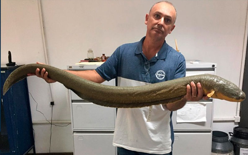 Pesquisadores descobrem peixe-elétrico mais 'poderoso' que o poraquê • DOL