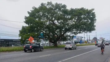 Compensação ambiental será de quase quatro vezes maior em comparação à quantidade de árvores que serão retiradas.