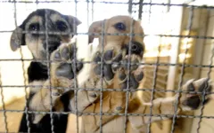Imagem ilustrativa da notícia Senado aprova projeto que proíbe sacrifício de cães, gatos e aves por órgãos de controle de zoonoses