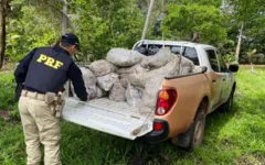 Os animais estão proibidos por lei de serem capturados e comercializados durante o período de defeso.