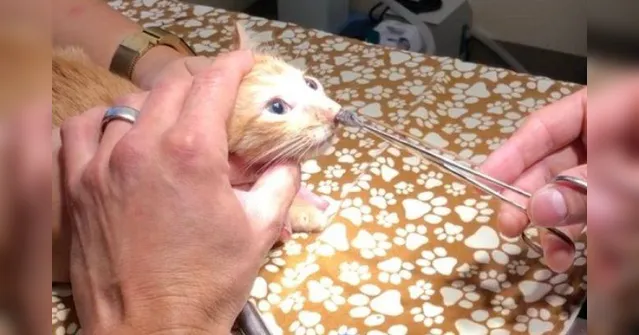 Imagem ilustrativa da notícia Vídeo perturbador: veterinário  retira parasita enorme de nariz de gato; assista!