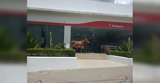 Imagem ilustrativa da notícia Boi bravo bloqueia entrada de banco e imagens viralizam na web. Veja!