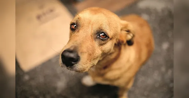 Imagem ilustrativa da notícia Cão é encontrado em igreja com carta de despedida após ser abandonado pelo dono