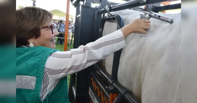 Imagem ilustrativa da notícia Preço da carne não voltará a patamar anterior,  diz ministra