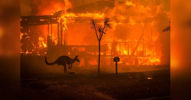 Imagem ilustrativa da notícia Mais de 1 bilhão de animais morrem na Austrália em incêndios florestais