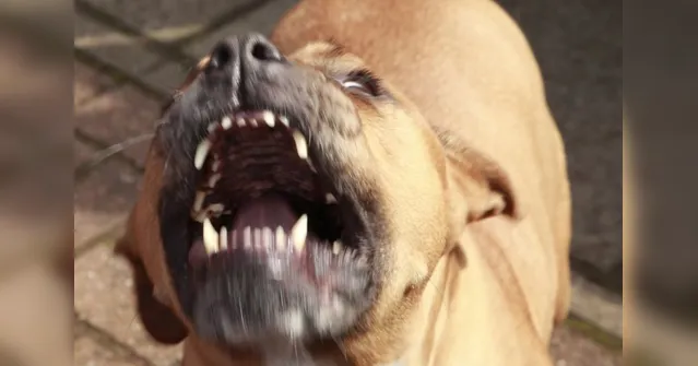 Imagem ilustrativa da notícia Mulheres são estupradas para não serem 'devoradas' por Pit-bulls