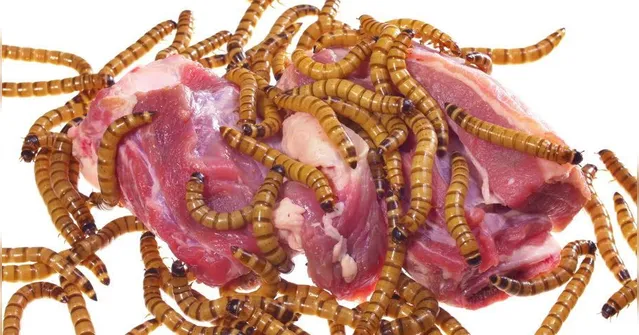 Imagem ilustrativa da notícia Pênis de homem começou a apodrecer após ser mordido durante o sexo