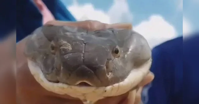 Imagem ilustrativa da notícia Homem tenta beijar cobra venenosa e leva picada na boca; assista