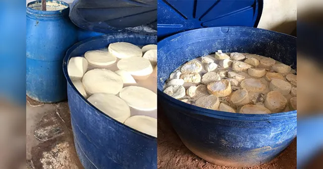 Imagem ilustrativa da notícia Queijo produzido em meio a fezes e moscas é apreendido no Pará