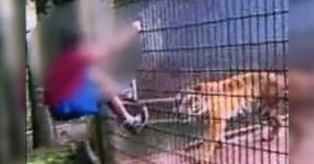 Imagem ilustrativa da notícia Pai de menino que teve braço amputado após ser atacado por tigre será preso