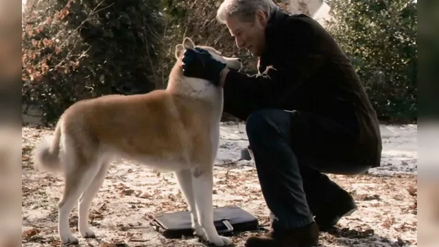 Imagem ilustrativa da notícia Veja a última imagem do cachorro que inspirou o filme "Sempre ao seu lado"