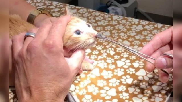Imagem ilustrativa da notícia Vídeo perturbador: veterinário  retira parasita enorme de nariz de gato; assista!
