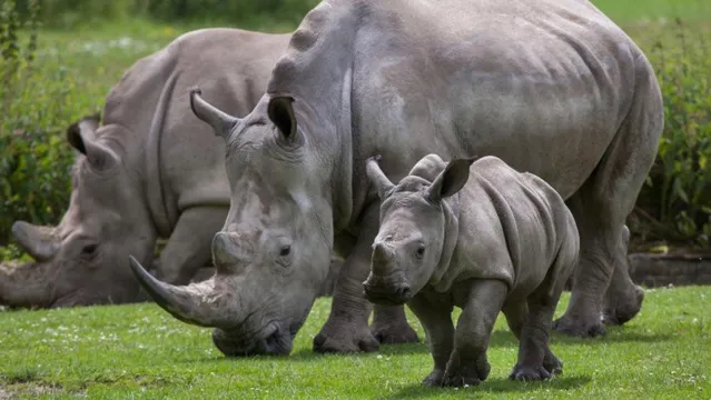 Imagem ilustrativa da notícia Índia autoriza matar 20 caçadores para proteger rinocerontes