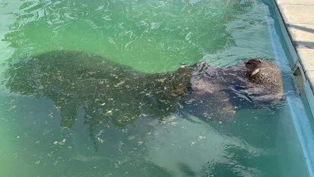 Imagem ilustrativa da notícia Hipopótamo de 3 toneladas invade casa para se refrescar em piscina