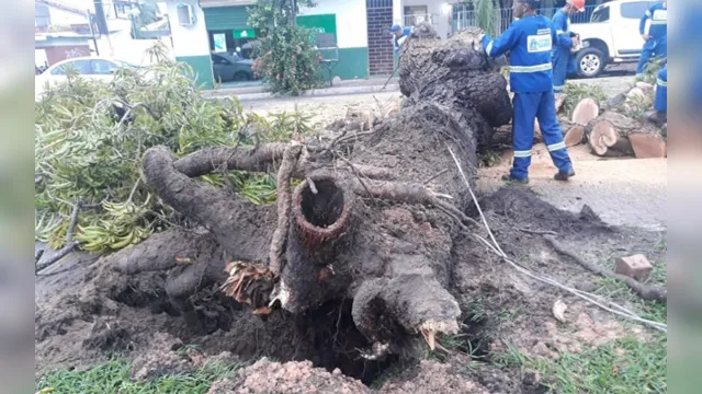 Imagem ilustrativa da notícia Forte chuva faz árvore centenária cair em Santarém 