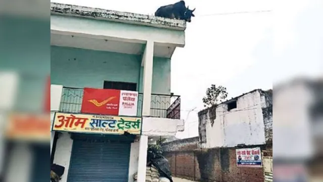 Imagem ilustrativa da notícia Boi de 500kg sobe em telhado e deixa moradores desesperados; veja!