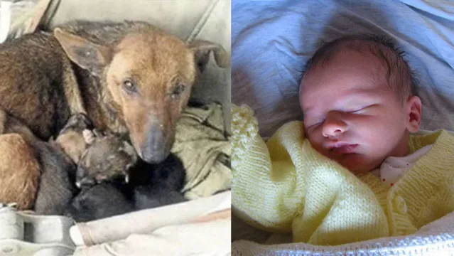 Imagem ilustrativa da notícia Moradora encontra cachorra aquecendo bebê que foi abandonado em sua ninhada