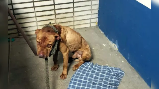 Imagem ilustrativa da notícia Imagens fortes: polícia descobre rinha e encontra churrasco de cachorro; veja o vídeo!