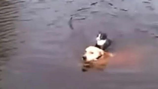 Imagem ilustrativa da notícia Cão pula no rio para salvar gato que estava se afogando