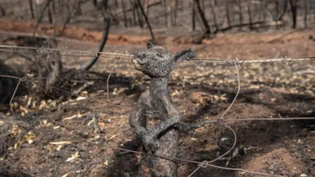 Imagem ilustrativa da notícia Foto do canguru carbonizado preso em cerca na Austrália choca o mundo