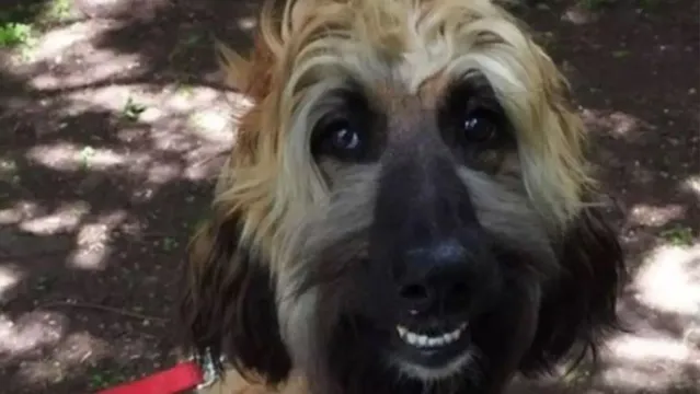 Imagem ilustrativa da notícia Cachorro com rosto humano impressiona e faz sucesso na internet; veja!