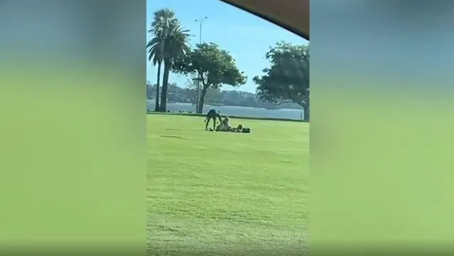 Imagem ilustrativa da notícia Casal é filmado fazendo sexo em parque até ser interrompido por cachorro