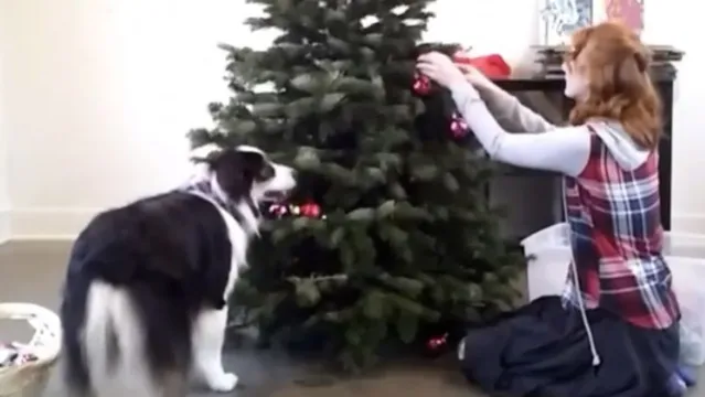 Imagem ilustrativa da notícia Cachorra ajuda a montar árvore de Natal e viraliza na web; assista!