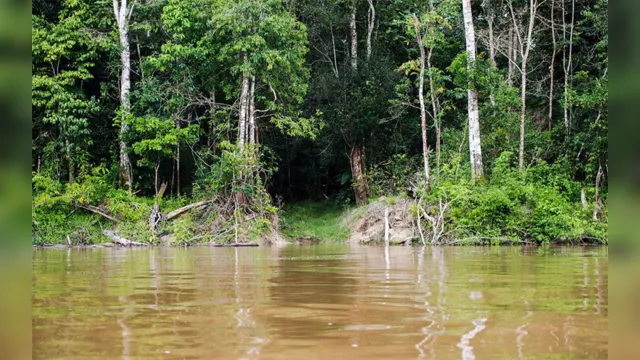 Imagem ilustrativa da notícia Capes deve liberar R$ 7 milhões para pesquisas na Amazônia Legal