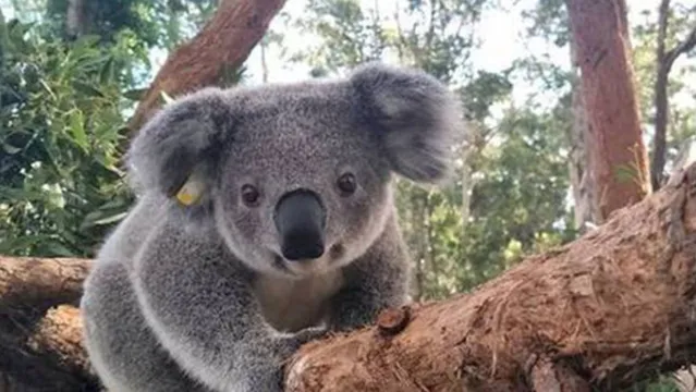 Imagem ilustrativa da notícia Morre coala resgatado durante incêndio na Austrália 