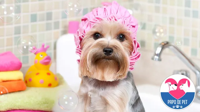 Imagem ilustrativa da notícia Shampoo para cães é tudo igual? Veja como escolher os produtos ideais para o seu pet 