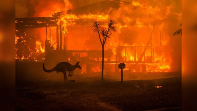 Imagem ilustrativa da notícia Meio bilhão de animais morrem na Austrália em incêndios florestais