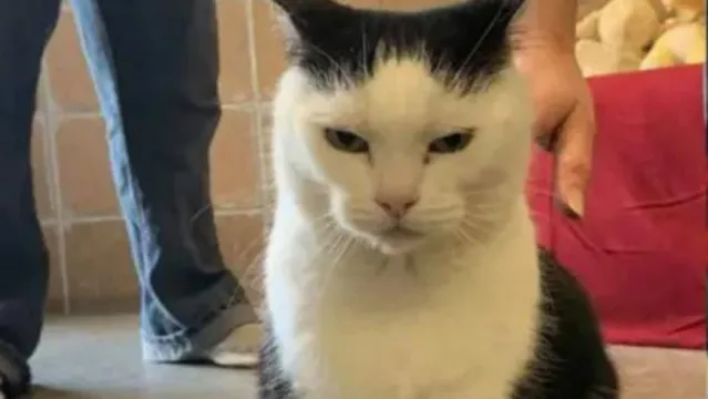 Imagem ilustrativa da notícia Abrigo informa que 'pior gato do mundo' está disponível para adoção