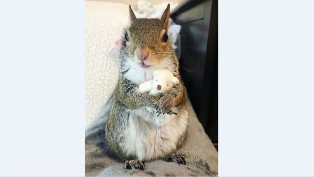 Imagem ilustrativa da notícia Fofura do dia: esquilo traumatizado só consegue dormir abraçado com ursinho de pelúcia