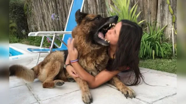Imagem ilustrativa da notícia Jovem faz ensaio com cachorro, é mordida e leva 40 pontos no rosto. Veja!
