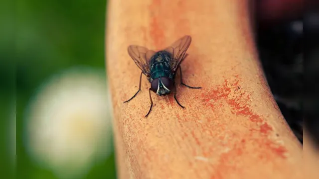 Imagem ilustrativa da notícia Conheça berne! Doença causada pelas fezes das moscas