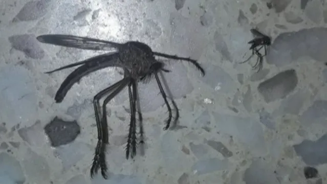 Imagem ilustrativa da notícia Mosquito gigante invade residência e aterroriza moradores; veja!