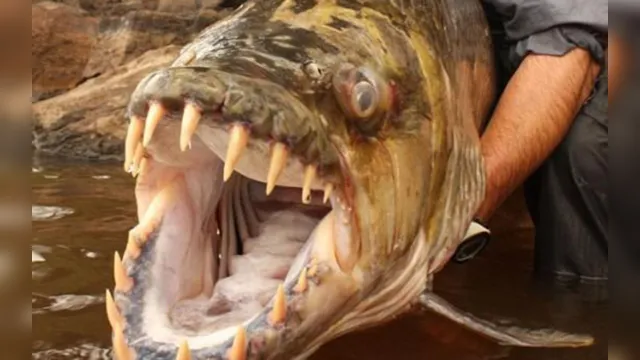 Imagem ilustrativa da notícia Pescador captura 'Piranha gigante' de 1,5 metro ; veja!