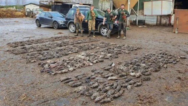 Imagem ilustrativa da notícia Cães matam 730 ratos gigantes que infestavam fazenda; algumas pesam 1 quilo