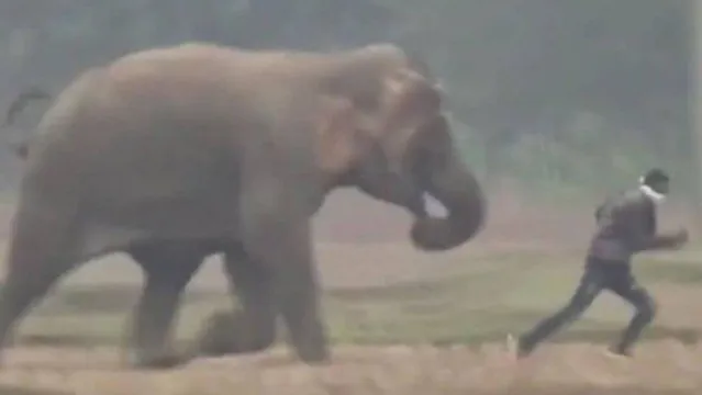 Imagem ilustrativa da notícia Turista quase morre pisoteado ao tentar fazer selfie com elefante. Assista!