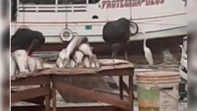Imagem ilustrativa da notícia Vídeo: urubu é flagrado comendo peixe vendido no Ver-o-Peso