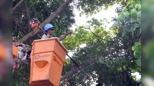 Imagem ilustrativa da notícia Poda de árvore suspende energia e interdita trânsito neste domingo (24)