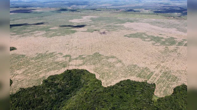 Imagem ilustrativa da notícia Pará foi o estado mais atingido por desmatamentos em outubro
