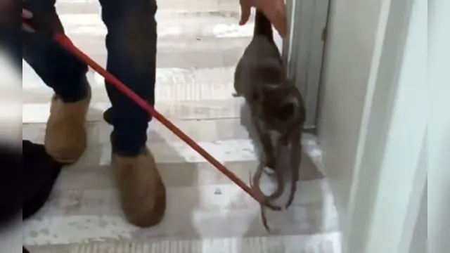 Imagem ilustrativa da notícia Gato sobrevive após ficar com cobra presa à coleira; veja o vídeo!