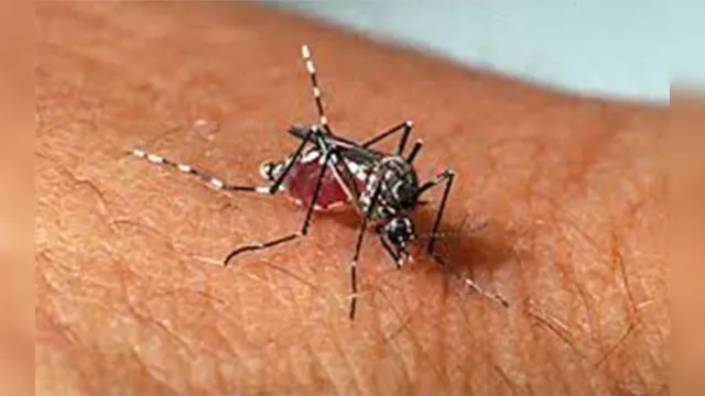 Imagem ilustrativa da notícia População deve redobrar cuidados diários para evitar a dengue