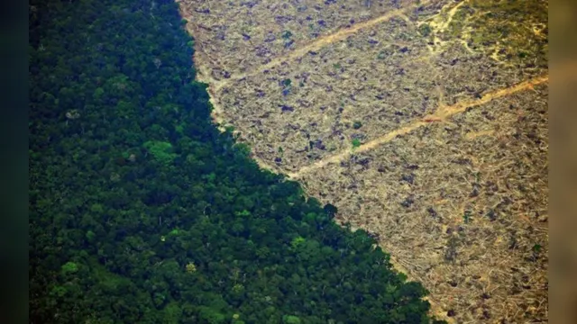 Imagem ilustrativa da notícia Corte de madeira na Amazônia em três meses já é o maior desde 2016