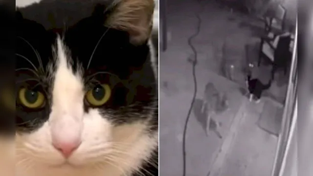 Imagem ilustrativa da notícia Gato enfrenta ataque de coiotes e viraliza na internet