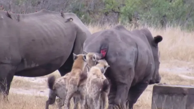 Imagem ilustrativa da notícia Imagens fortes: hienas arrancam rabo de rinoceronte; veja o vídeo