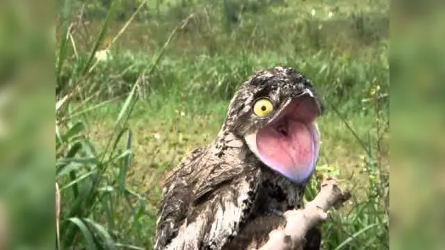 Imagem ilustrativa da notícia Urutau: a ave com canto misterioso e com aparência de dar medo; veja o vídeo
