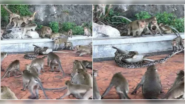 Imagem ilustrativa da notícia Assustador! Cobra estrangula e mata macaco na frente do restante do bando; veja o vídeo!