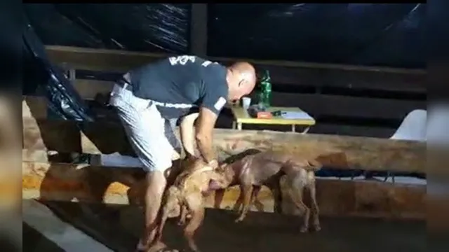 Imagem ilustrativa da notícia Mais um cão é resgatado em SP após rinha; pit bulls passam
por tratamento
